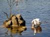 Yoga : "posture du cygne"